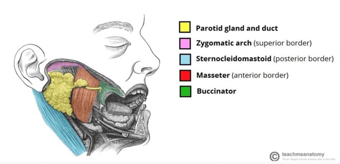 Figure 7: Labeled Anatomy of Parotid Gland (image from teachmeanatomy.info)